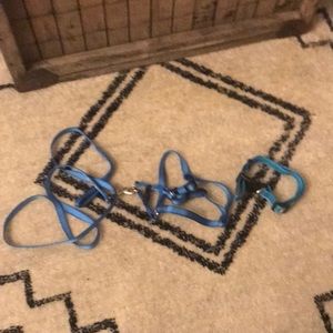 One blue leash one blue harness one blue collar